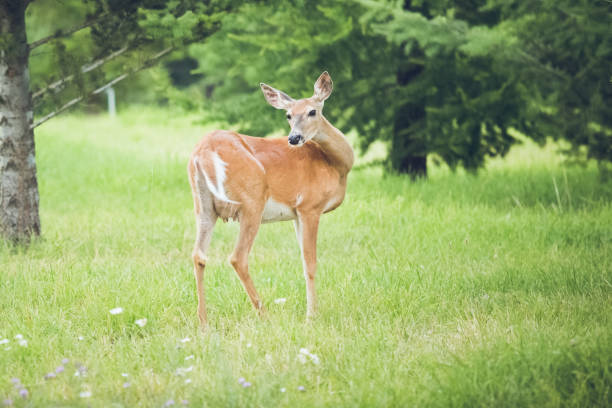 istock Doe Deer In Green Grassy Meadow 649540584