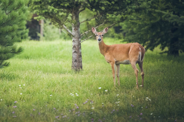 istock Young Doe Standing In Grassy Meadow Surrounded By Forest Trees 649540618
