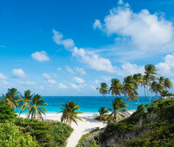 playa de la bahía de fondo y palmeras en barbados - barbados fotografías e imágenes de stock