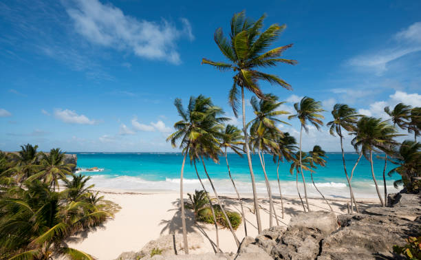 istock Bottom Bay Beach and Palm Trees in Barbados 649540698