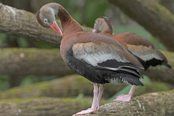 istock Black-Bellied Whistling Duck 649541156
