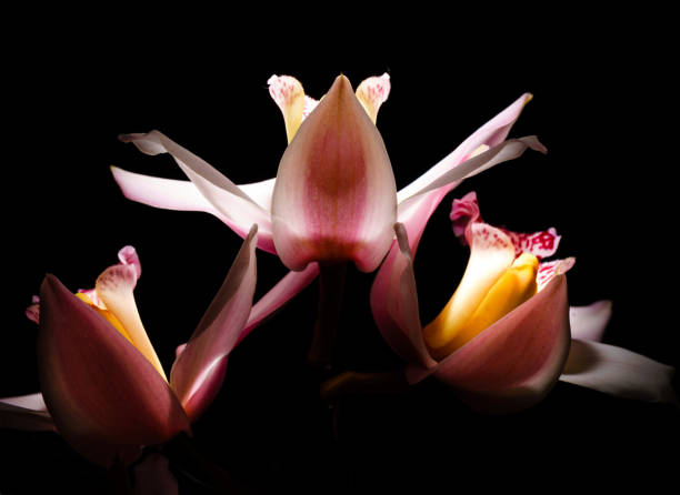istock A branch of orchids 649549320