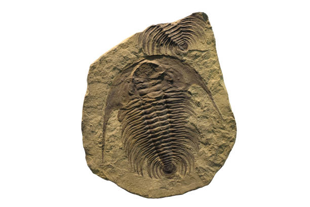 istock Fossil of a trilobite on a fossil plate 649549324