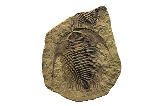 Exposed fossil of a trilobite on a fossilized sediment plate
