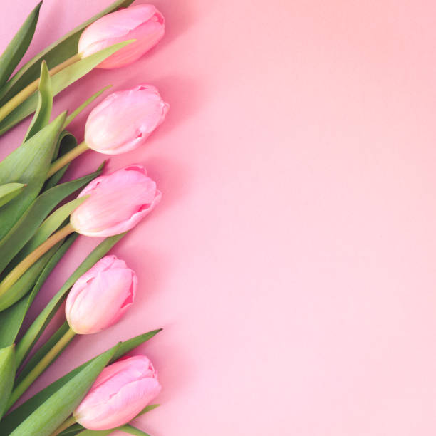 istock Pink tulips on the pink background. Flat lay, top view.  Valentines background. 649552600