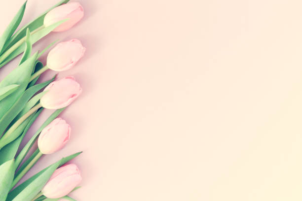 istock Pink tulips on the pink background. Flat lay, top view.  Valentines background. 649552612