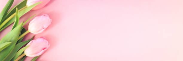 istock Pink tulips on the pink background. Flat lay, top view.  Valentines background. 649552620