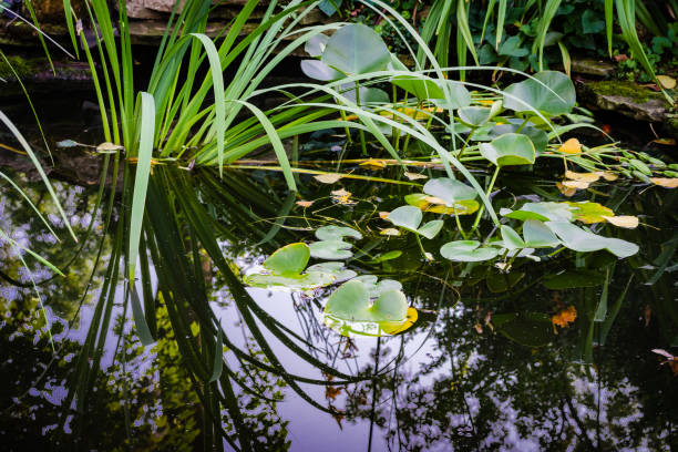istock English style backyard fish pond 649555408