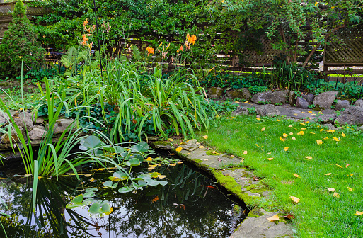 English style backyard fish pond showing plants and water with stone edging, lawn and fence