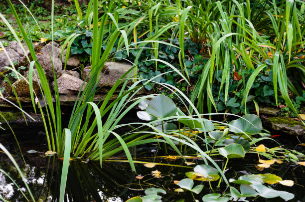 istock English style backyard fish pond 649555428