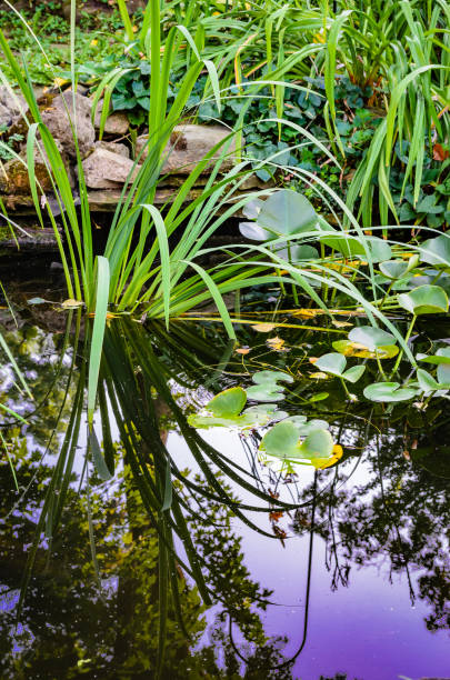 istock English style backyard fish pond 649555440