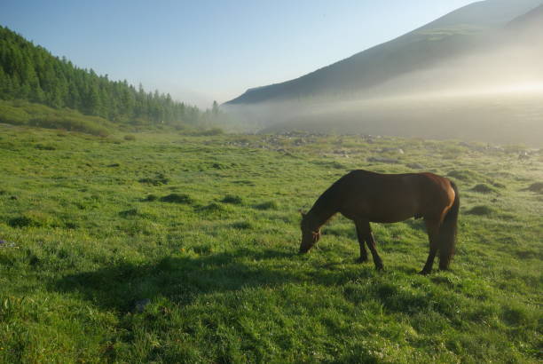cavallo tra erba verde in natura. cavallo marrone. cavalli al pascolo nel villaggio - horse cutting competition foto e immagini stock