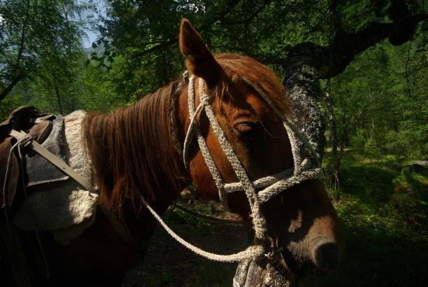 cavallo tra erba verde in natura. cavallo marrone. cavalli al pascolo nel villaggio - horse cutting competition foto e immagini stock