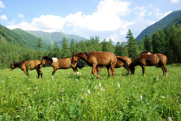 cavallo tra erba verde in natura. cavallo marrone. cavalli al pascolo nel villaggio - horse cutting competition foto e immagini stock