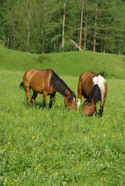 cavallo tra erba verde in natura. cavallo marrone. cavalli al pascolo nel villaggio - horse cutting competition foto e immagini stock