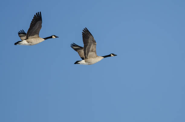 istock Pair of Canada Geese Flying in a Blue Sky 649559126