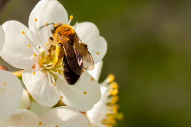 istock Closeup bee gathering nectar from spring cherry blossoms. With place for your text 649559156
