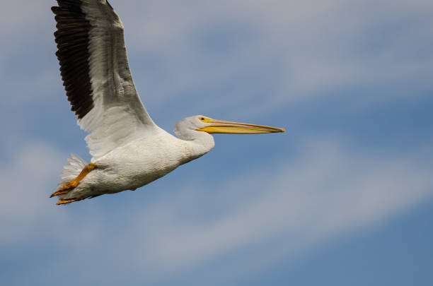 istock White American White Pelican Flying in a Blue Sky 649559424
