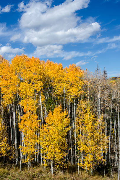 Rows of Aspens at peak Fall color grow in tall vertical rows with spruce evergreens creating a spectacular landscape which looks like a painting. Each Autumn, the Colorado Rocky Mountains create a dazzling and colorful display as the Aspens turn a brilliant yellow and glow against the mountains. In addition, their tall, vertical, trunks with white bark create a repetitive pattern under the foliage. Taken in Vail, Colorado near the Gore River.