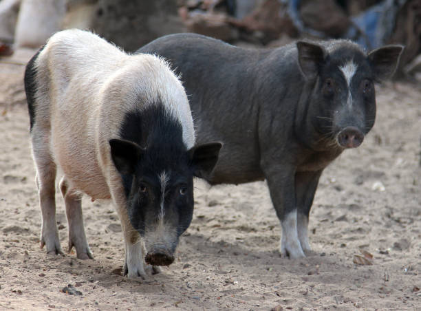 istock Black and white indian pigs in the yard, Goa 649563314