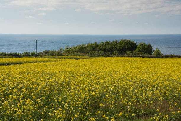 Rape flower field and the sea Rape flower field and the sea with sky 田畑 stock pictures, royalty-free photos & images