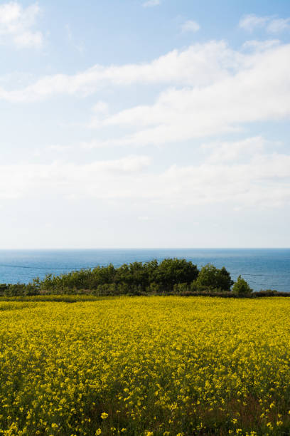 Rape flower field and the sea Rape flower field and the sea with bule sky 田畑 stock pictures, royalty-free photos & images