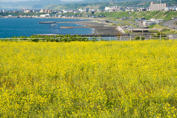 istock Canola flower field 649563652