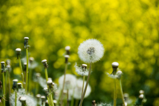 Dandelion's fluff Dandelion's fluff in field 田畑 stock pictures, royalty-free photos & images