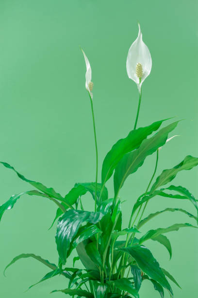 istock peace lily houseplant 649566386