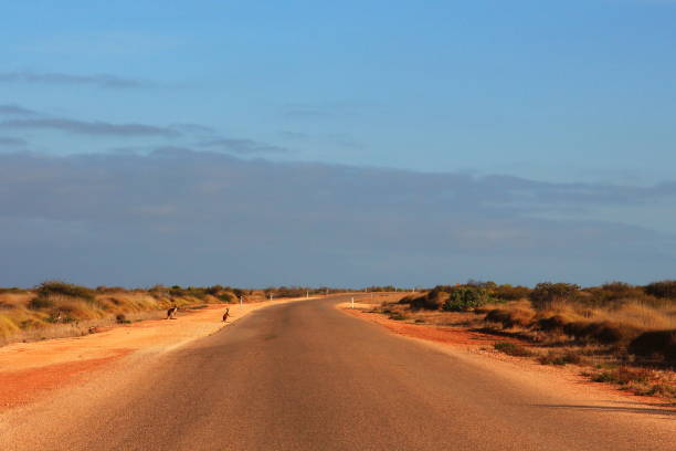 istock Kangaroos crossing the road 649569706
