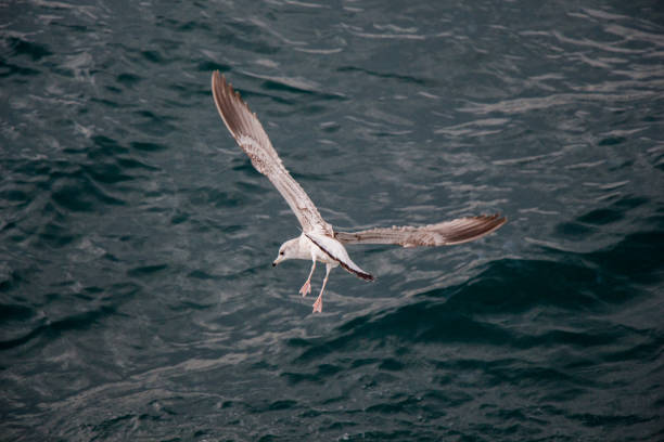 istock Seagull is flying over sea waters 649569712