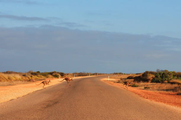 Kangaroos crossing the road Kangaroos hopping across the road in Australian outback. cape range national park photos stock pictures, royalty-free photos & images