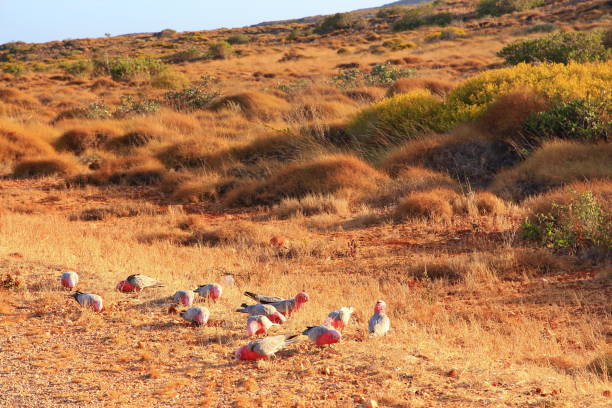 Galahs in Australian bush Galahs on the side of the road in Australian outback. cape range national park photos stock pictures, royalty-free photos & images