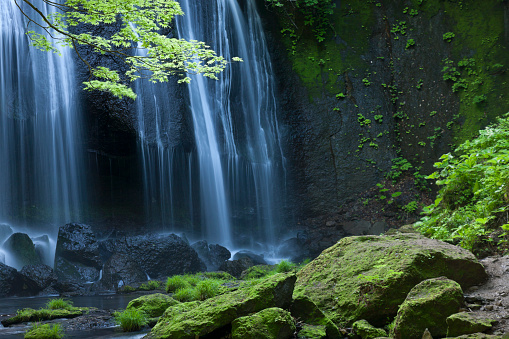 waterfall behind fresh spring leaves in the forest