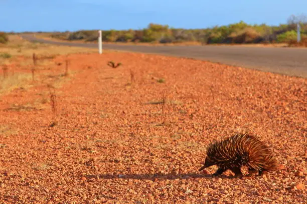 Echidna crossing Australian highway.