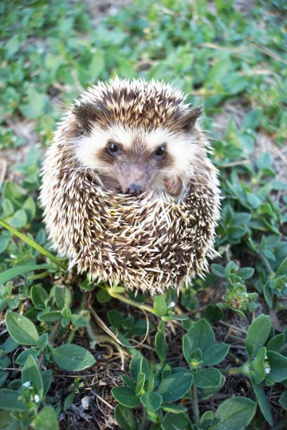 istock Hedgehog in a ball 649573550