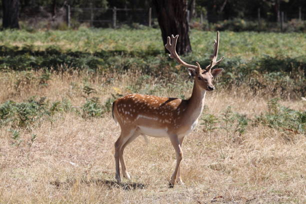 istock Fallow deer buck in Australia 649576650