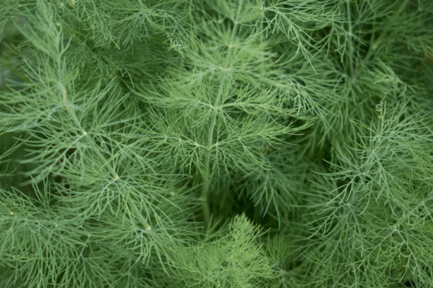 istock Fennel In Community Garden 649576672