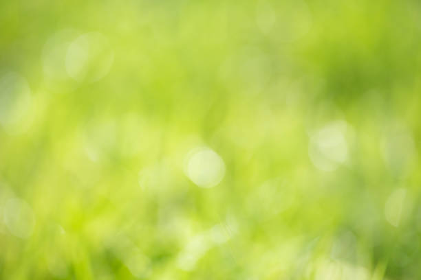 istock Natural abstract background green color 649577048