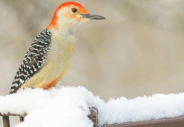 istock Woodpecker red-bellied 649580378