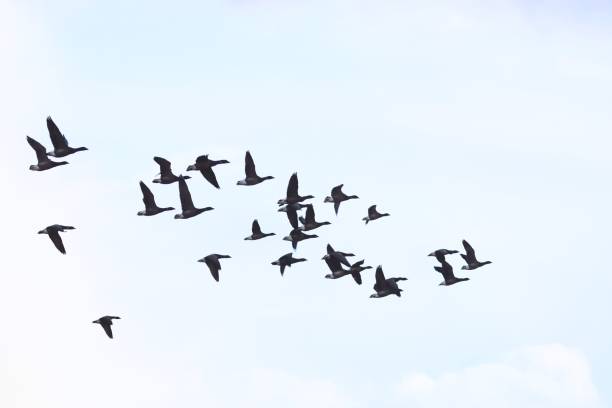 istock dark bellied brent goose bird  flock migrating winter 649584174