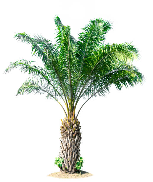 istock tree nature on white background of Isolated 649584744