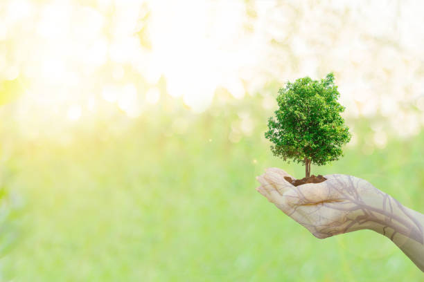 istock Double Exposure Ecology concept Human hands holding big plant tree pollution with on blurred sunset background 649586806