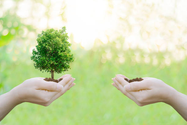 istock Double Exposure Ecology concept Human hands holding big plant tree pollution with on blurred sunset background 649586810