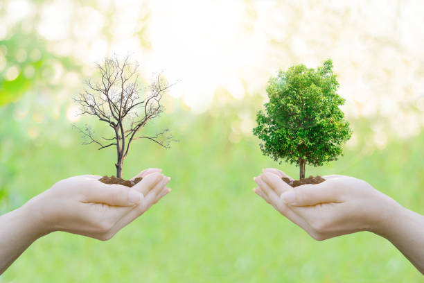 istock Double Exposure Ecology concept Human hands holding big plant tree pollution with on blurred sunset background 649586860