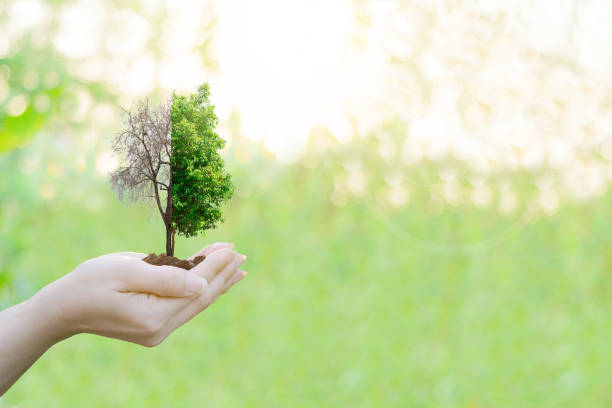 istock Double Exposure Ecology concept Human hands holding big plant tree pollution with on blurred sunset background 649586882