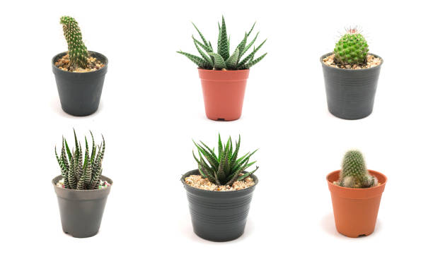 istock Collection Cactus Potted plants on a white background 649586898