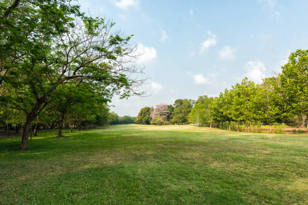 istock Green grass field in park 649590838