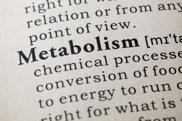 istock definition of metabolism 649594416