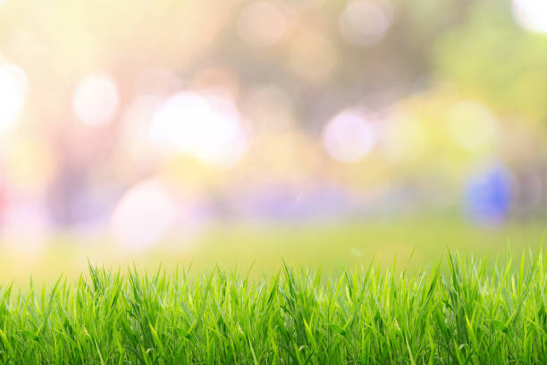 istock Spring or summer and grass field with sunlight blurred background 649597032